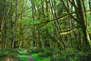 Quinault Rainforest Path - Landscape